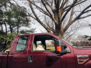 Dog in truck   